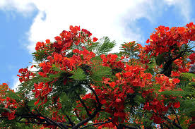 Fbx simple object without materials (with mapping and textures included) max. Flamboyant Red Flowering Tree Photograph By Lorrie Morrison