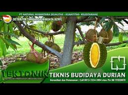 Durian belanda/sayur/selat rasa masam manis. Rahasia Budidaya Durian Cepat Panen Berbuah Manis Dan Besar Pupuk Oeganik Durian By Cara Budidaya Prima Agro