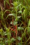 Image result for Acalypha caperonioides