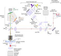 Check spelling or type a new query. Eyecup Scope Optical Recordings Of Light Stimulus Evoked Fluorescence Signals In The Retina Springerlink
