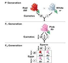 Four o clock flowers show incomplete dominance. Incomplete Dominance Ratio Of Red Pink And White In Four O Clock Is