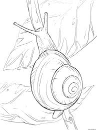 Dessin turbo l'escargot tout hugo l escargot coloriage. Coloriage Escargot Helix Aspersa Famille Des Helicidae Dessin Escargot A Imprimer