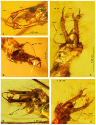 Image result for Disperis sp. nov. aff. bifida