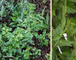 Image result for Hypoestes forskaolii