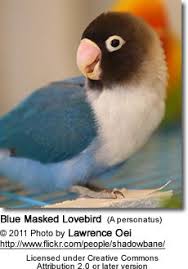 Maybe you would like to learn more about one of these? 19 Black Masked Lovebirds Ideas Love Birds Pet Birds Parrot