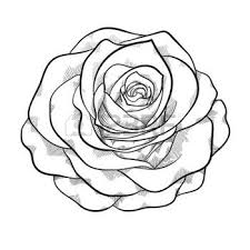 Schone Rose Im Stil Von Schwarz Und Weiss Gezeichnet Viele Gemeinsamkeiten In Dem Profil Des Kunstlers Rosen Zeichnen Rose Zeichnung Rose Malen