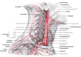 Maybe you would like to learn more about one of these? Anatomie Der Gefasse Kopf Und Hals Springerlink