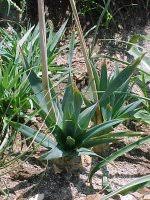 Image result for Drimia sanguinea