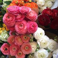 Flower Meanings By Color Feng Shui Color Infographics The Tao Of Dana Flowers Flower Meanings Garden Yard Ideas