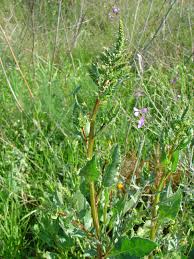 Image result for Rumex