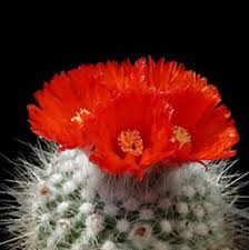Photo about prickly pear cactus in bloom with yellow flowers and long needles. Cactus Costa Farms