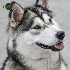 Das farbspektrum umfasst schwarz mit weißen abzeichen an brust, maske und pfoten, wolfsgrau sowie zusätzlich braune zwischentöne. Ampn Alaskan Malamute Polyneuropathie Genimal Biotechnologies