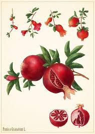 Punica Granatum Julija Voitkova Botanical Art Botanical Drawings Botanical Illustration