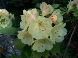 Rhododendron Vinecrest Fragrant Short Flowers Plants Shrubs