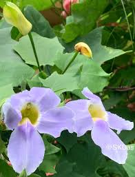 Image result for Dictyophleba lucida