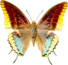 Png Transparent Butterfly Clipart Butterfly Clip Art Butterfly Art Butterfly