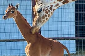 Cause of Death Revealed for World's Only Captive Spotless Giraffe