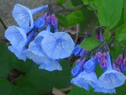 Check spelling or type a new query. 17 Native Michigan Flowers Ideas Native Plants Flowers Wild Flowers