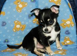 Chihuahua jack russell terrier mix puppies for sale information. Jack Russell Chihuahua Puppy Png Hi Res 720p Hd