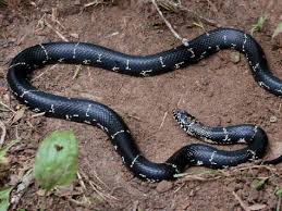 Cottonmouths are large, stout, aquatic snakes that are found in the southeastern corner of virginia. West Virginia Snakes Pictures And Identification Help