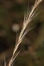 Image result for Aristida transvaalensis
