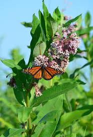 Asclepias Syriaca Common Milkweed In 2020 Milkweed Asclepias Milkweed Seeds