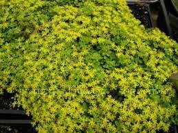 We did not find results for: Mine Will Be This Big One Day Minnesota Garden Small Yellow Flowers Sedum