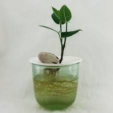 This process will sprouts your jackfruit seeds must be within 5 day. Jackfruit Seed Germination Time Lapse From First Root To First Major Leaves Using A Porcelain Sprout Germinatio Jackfruit Plant Seed Germination Growing Beans