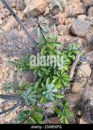 Image result for Englerophytum