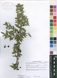 Image result for Rytigynia monantha