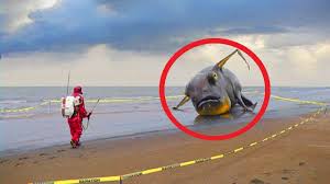 0533 351 49 37 besiktas marangoz dikilitas marangoz dikilitas mobilya montaj dikilitas mobilya montaji dikilitas mobilya siparisi d tsunami ordu japonya