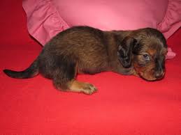 We did not find results for: Dachshund Puppy Dog For Sale In Stockdale Texas