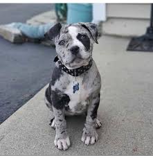 Pin By Andrea Ojea On Pitbulls In 2020 Pitbull Puppies Cute Dogs Cute Funny Animals