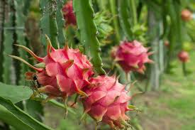 3 harvesting dragon fruit at the appropriate time. Dragon Fruit Plant Care Guide On How To Grow Dragon Fruit