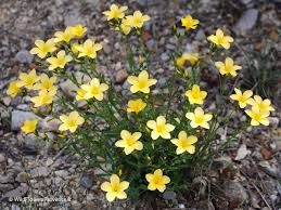 Image result for Linum