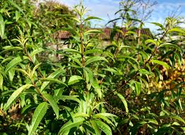 Image result for Aloysia