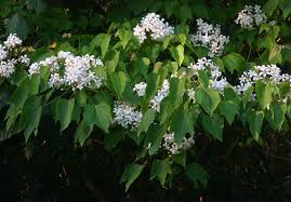 Image result for Vernicia