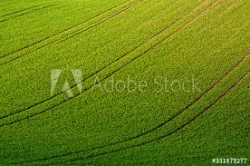Find & download free graphic resources for grass field. Fototapete Green Grass Field Background Fototapeten Wallsheaven Roxana