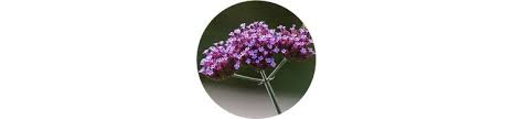 Purple flowers look royal and add a touch of spirituality and creativity to the garden. 62 Types Of Purple Flowers