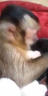 I want this monkey petting puppies as a constant video in my sight until i die. This Monkey Loves His New Puppies Videos From The Weather Channel Weather Com