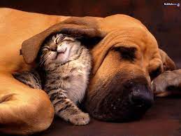 Cats Wallpaper So Freakin Cute Animals Friendship Cute Animals Animals Beautiful