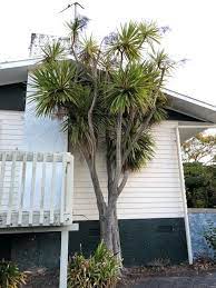 A cabbage kept at cellaring temperatures, which are higher than fridge temperatures, can last for months. Cutting Down Cabbage Tree 466440 Builderscrack