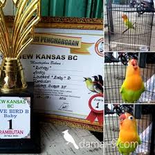 Lovebird pastel kuning / paskun (rp. Lovebird Bohay Turun Perdana Langsung Nyabet Juara 1 Bagaimana Cara Perawatannya Hobi Si Petani
