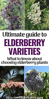 Item #140280 $47.99 $47.99 each; Best Elderberry Varieties For Homegrown Food Medicine