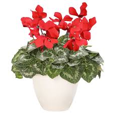 Entretien, plantation et arrosage l'entretien, la plantation et l'arrosage du cyclamen vous aideront à le faire refleurir d'année en année. Plantes D Exterieur Cyclamen Rouge Livraison Express Florajet