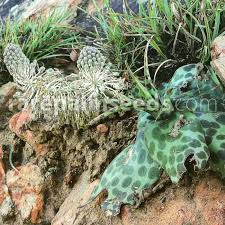 Image result for Ledebouria revoluta