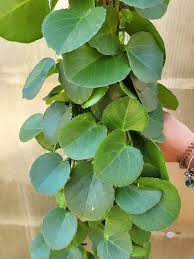 Image result for Cissus rotundifolia