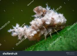 Image result for Eriosema affine