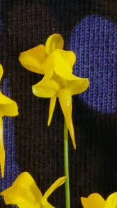 Image result for Utricularia scandens