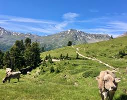 A list of names in which the first letter is c. Ofenpass To S Charl Through God De Tamangur Swiss Stone Pine Forest